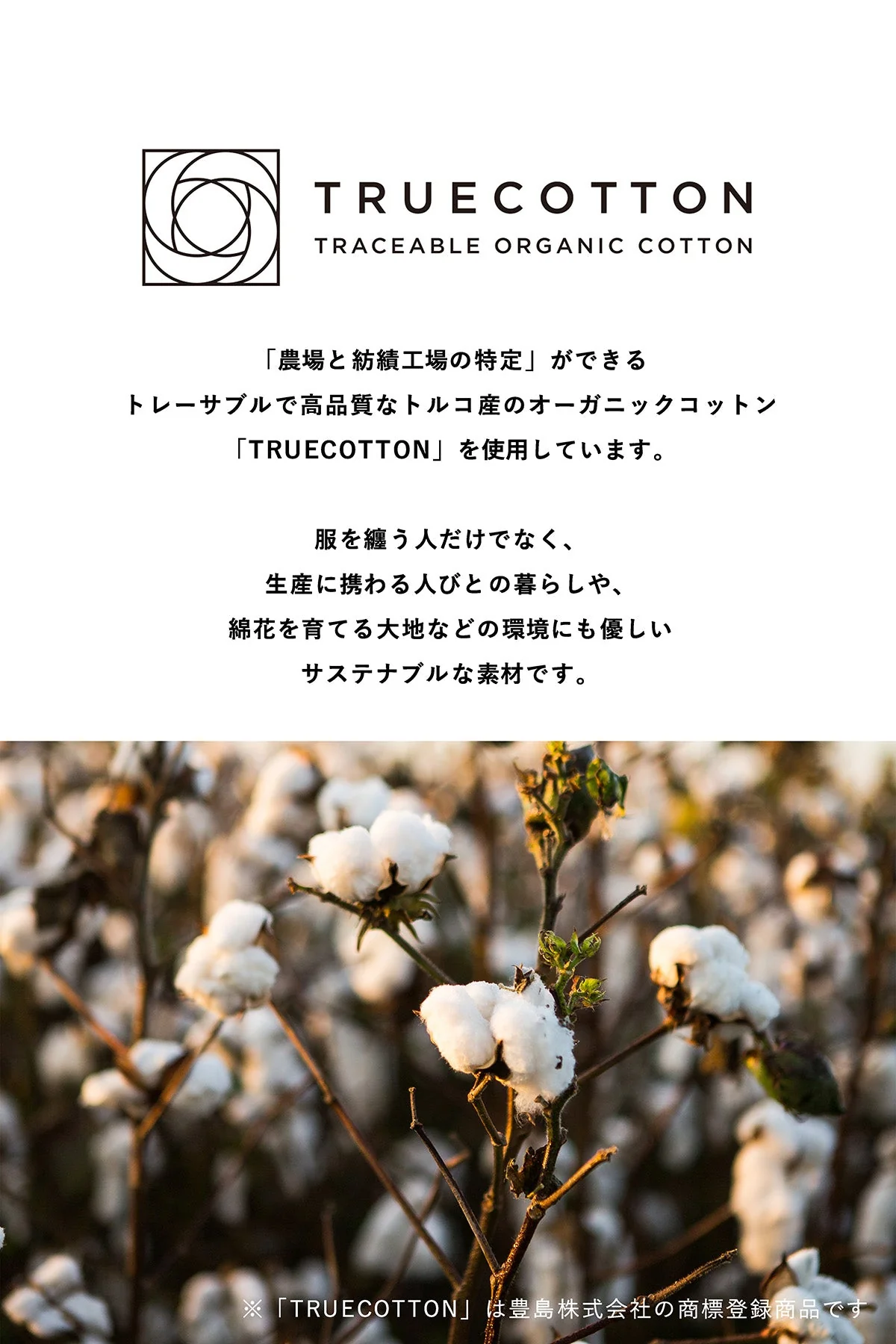 『VOGUE』ロゴ クロップドスウェット キャメル×ボルドー - Image 13